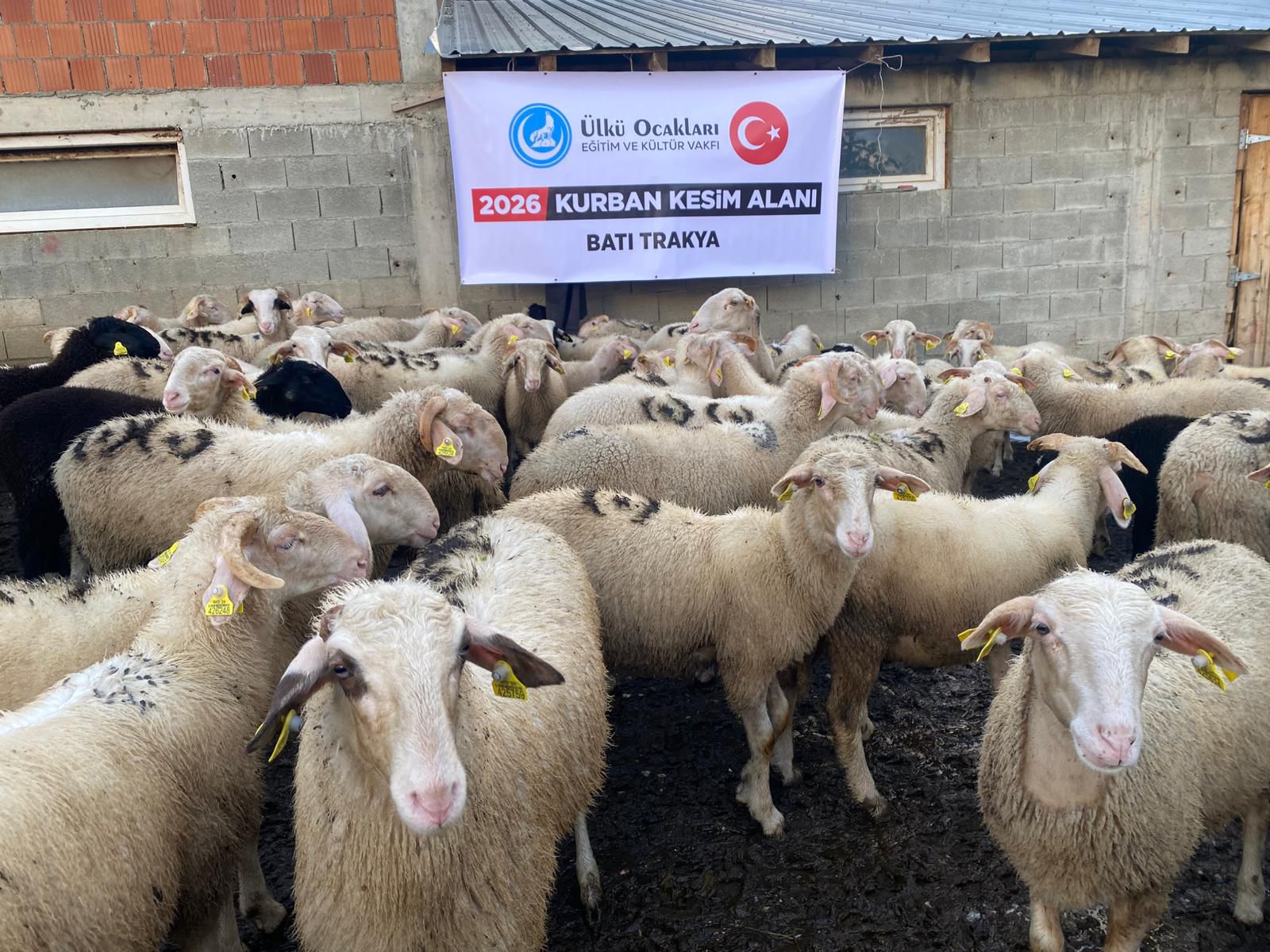 Kurban Tanıtımı